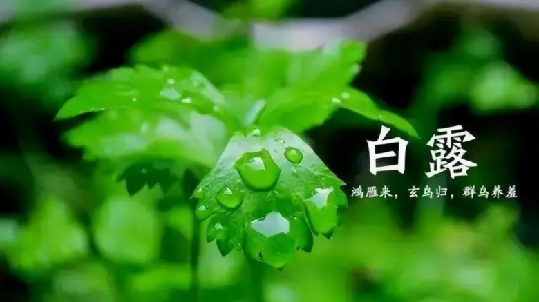 白露 悄然降临于秋风初起的时节.jpg